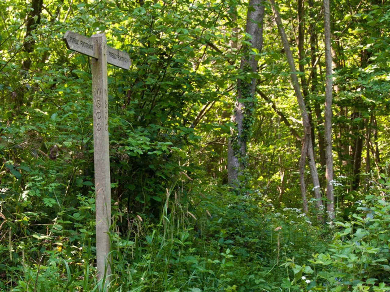 Shikara and Kashmir Willow Bat Seek Geographical Indication Tag | Hindustan Times