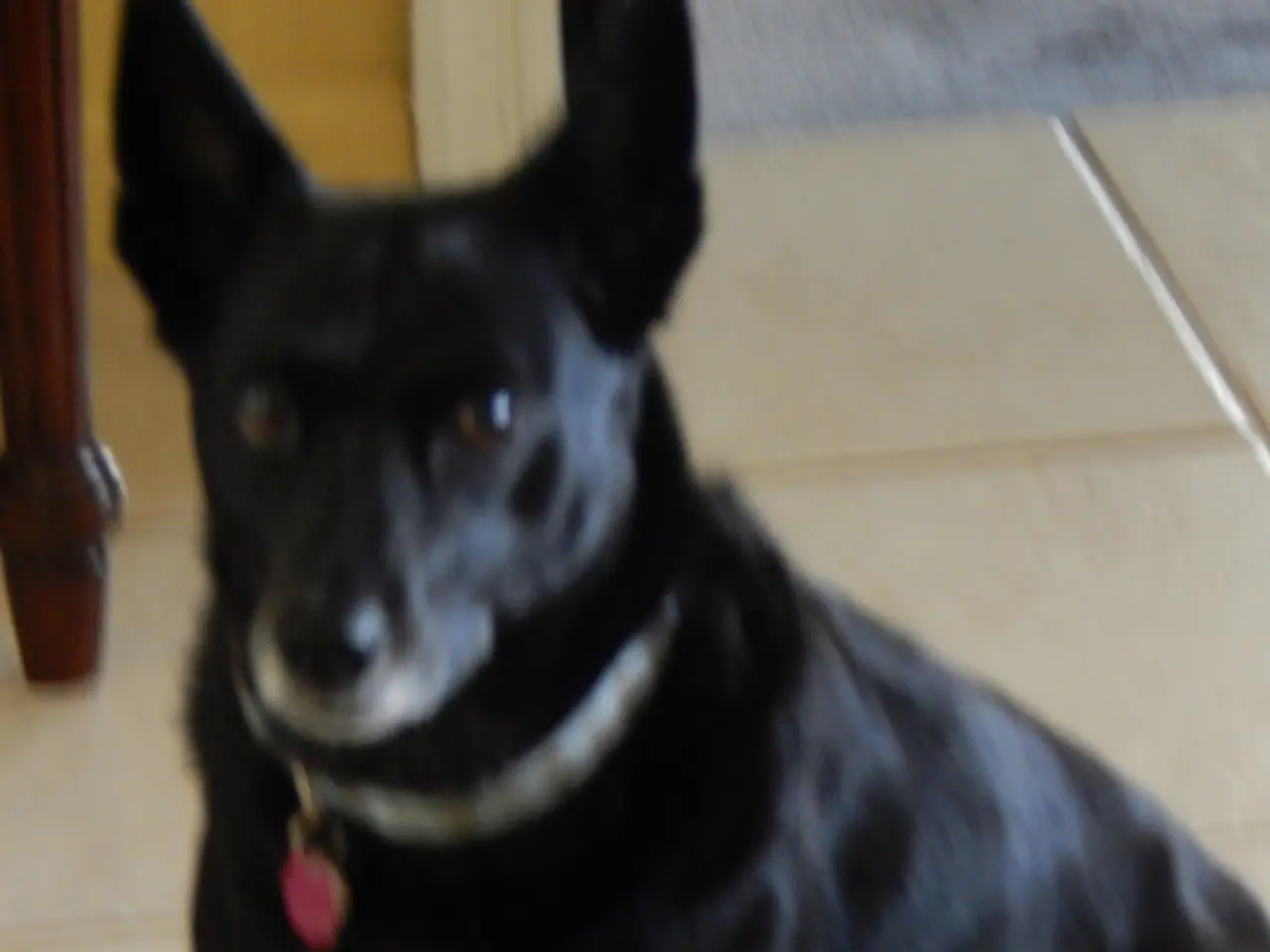 Stock recordings of dogs will commence in August