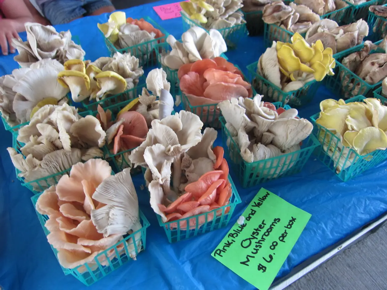 Increase projected for XRP price, potentially reaching $7 in November, according to Fractal...