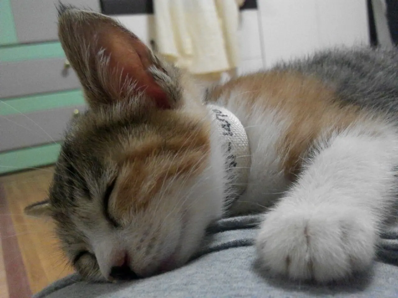 In the picture we can see a cat sleeping on the bed and behind the cat we can see a wall with a...