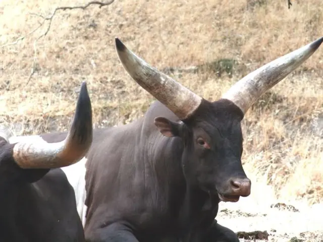 Milk manufacturing companies turn down extensive consolidation plan