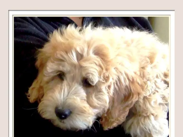 Record revenues in Hamburg due to dog tax