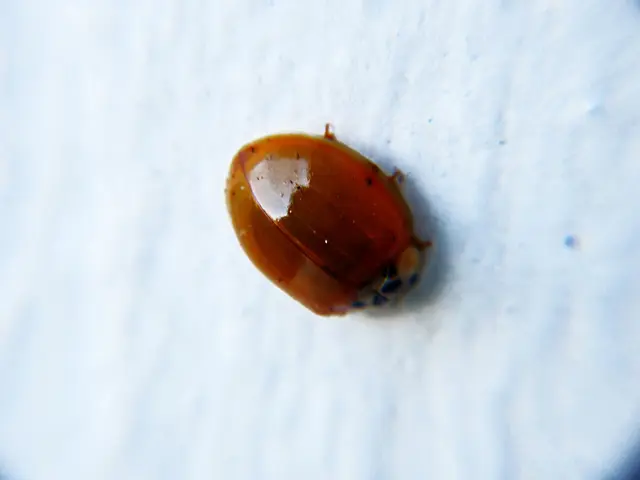 Tax relieve granted for overdue 2024 tax filings due to system malfunctions by KRA.