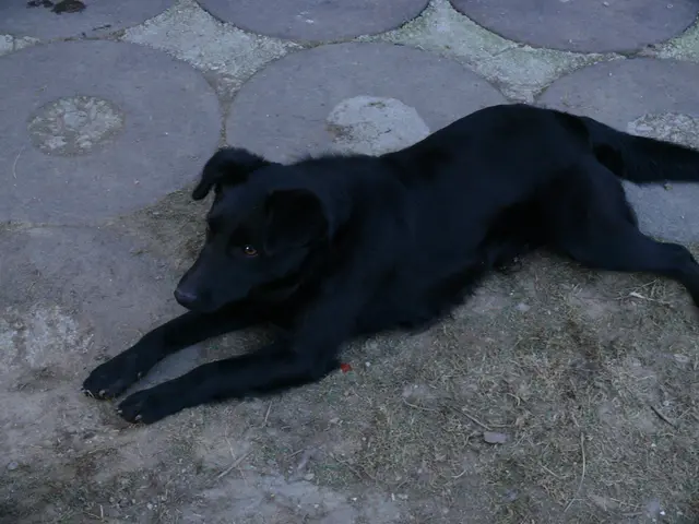 Soaring Dogecoin (DOGE) jumps an impressive 3,444% in a rapid 4-hour liquidation imbalance.