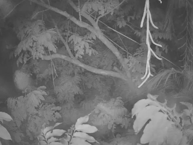 Gauselmann initiates action plan tree