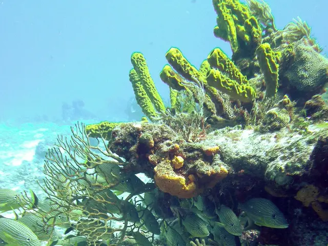 Struggle for Dominance under the Ocean Depths