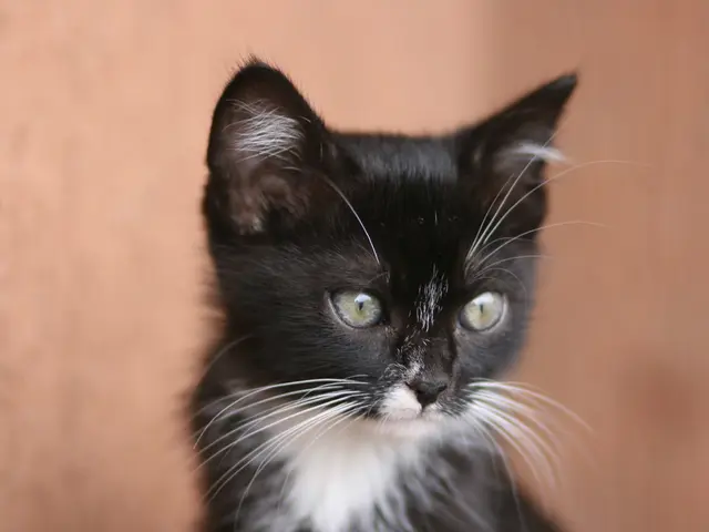 Limited-release X5 Shadow Edition by BMW debuts in Australia