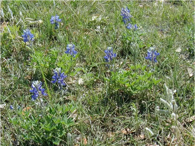 Coca-Cola's Sugarcane Swap: States That May Gain from the Soda Giant's Recent Developments