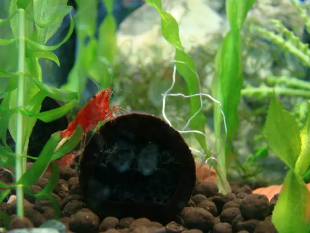 Exploring the Biological Diversity Amendment Act of 2023