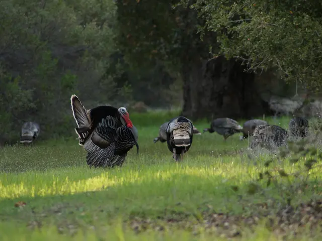 Turkey finds oil assets worth $4 billion this year: Minister's declaration