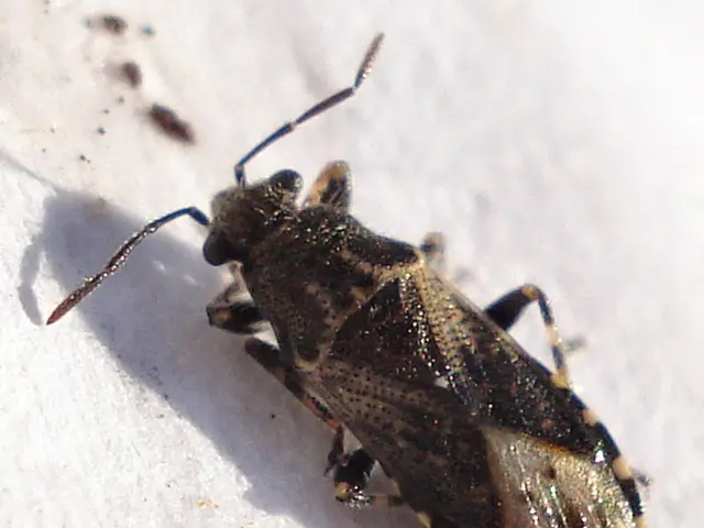 Discovered: Radioactive wasp colony uncovered at location where America produced nuclear explosives...