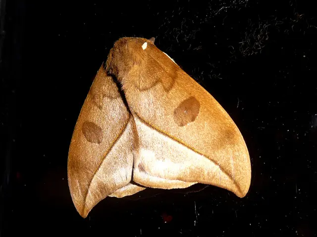 DJI FlySafe: The Irrelevance of Unlocking Geo-Fenced Areas (Primarily)