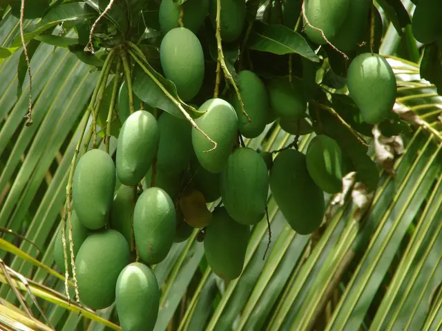 Essential Elements for a Successful Mango Farming Enterprise in India