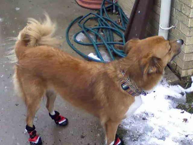 Large increase in Dogecoin's value by 8%, driven by significant purchases from a major investor,...