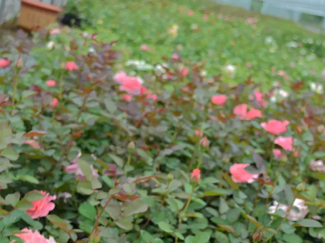 Boost Your Floral Enterprise: Seize More Orders and Expand Your Blooming Venture with Florist...