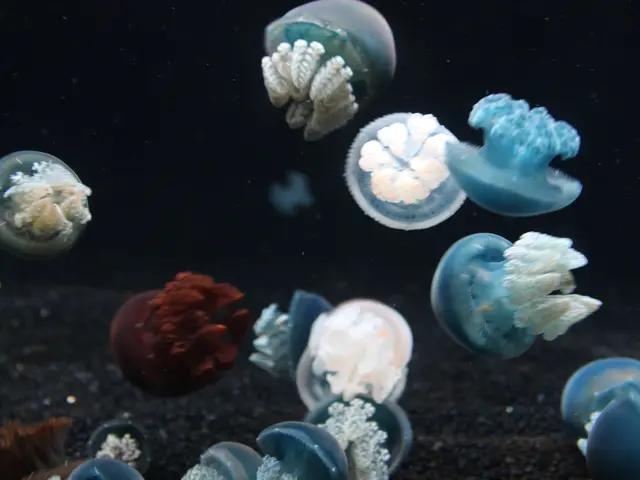 Nuclear power facilities in France temporarily halt operations due to extreme heat, as jellyfish...