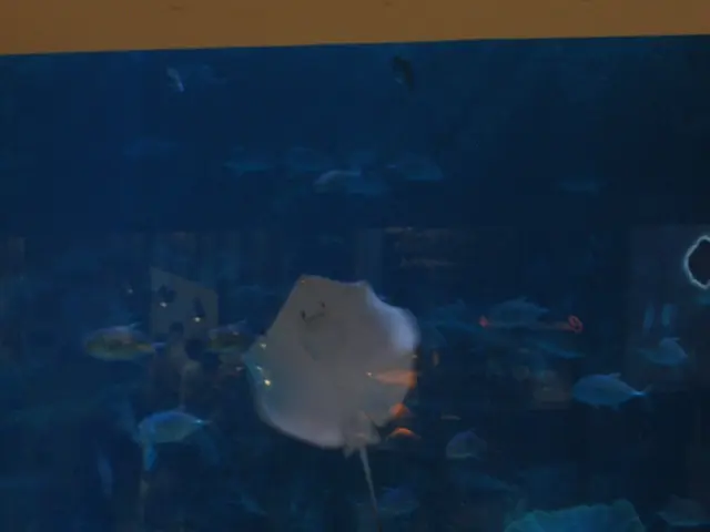 Aqua Metals Q2 2025 Earnings Discussion Transcript