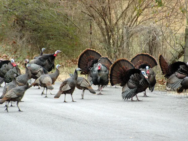 Turkey and Armenia stand poised for a potential historical breakthrough following the peace...