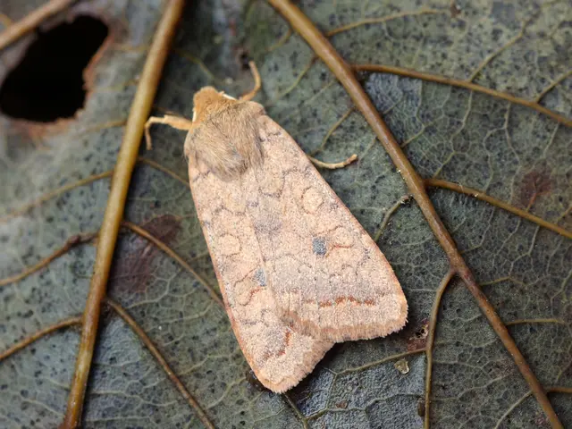 Investigation Details: Neonicotinoid Pesticides