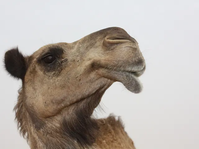 Indulge in Sugar-Coated Squirrels Experience