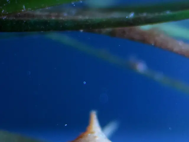 Major fish mortality in the river was not due to wastewater discharge from a local dairy factory.