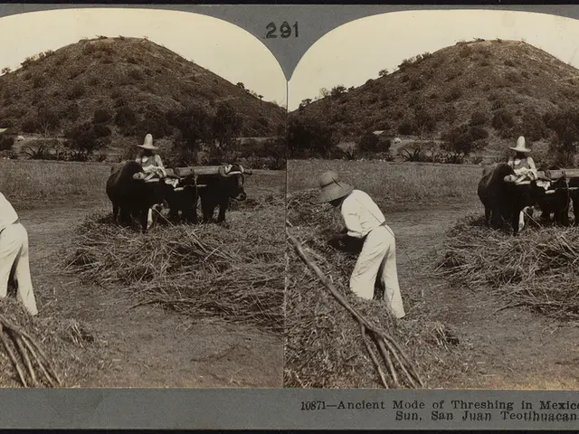 Livestock Anticipate Wednesday, Under the Weight of Beef Strain