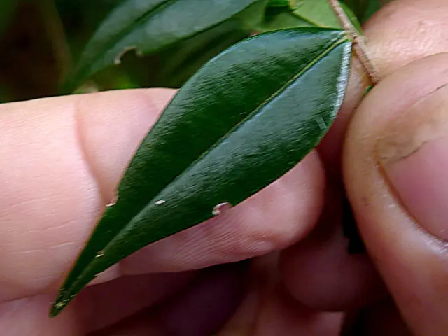 Report on Curry Leaf Processing Plant Setup in 2024, Outlining Crucial Raw Materials and Required...