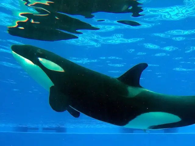 Cet whale invests $9.485 million in WBTC (Wrapped Bitcoin).