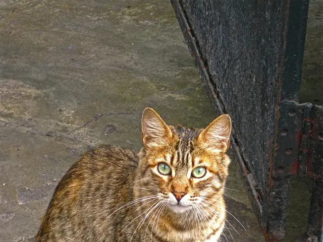 In front of the image there is a gate. Beside the gate there is a cat.