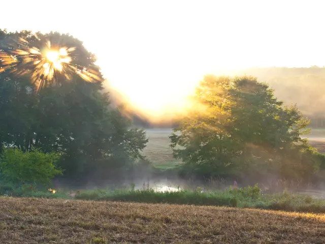 There are trees, it seems like water in the foreground, there are trees, sky and sun in the...