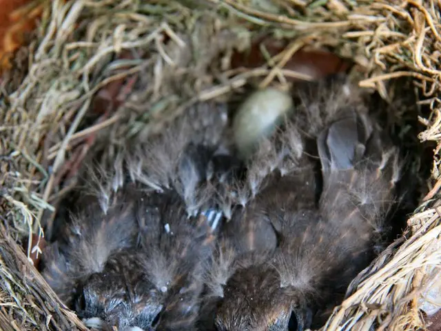 The picture consists of a nest, in the nest there are baby birds or chicks.