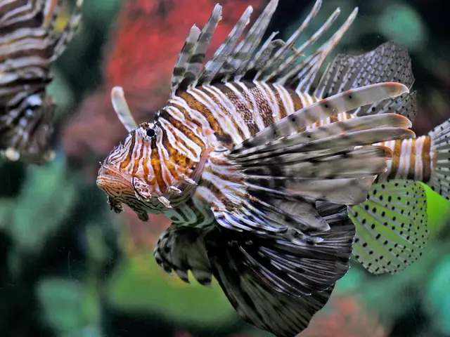 This picture contains fishes which are in black and white color. In the background, it is in red...