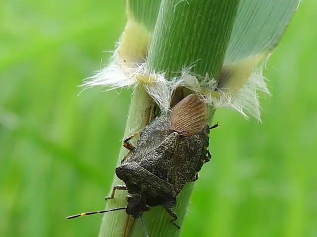 In the image there is an insect crawling on the stem of a plant and the background of the plant is...