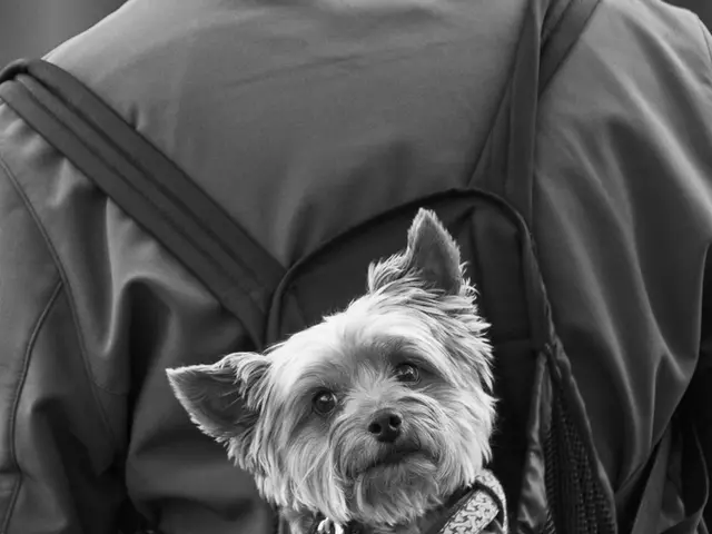 In this image we can see a person wearing jacket, carrying backpack in which there is a puppy.