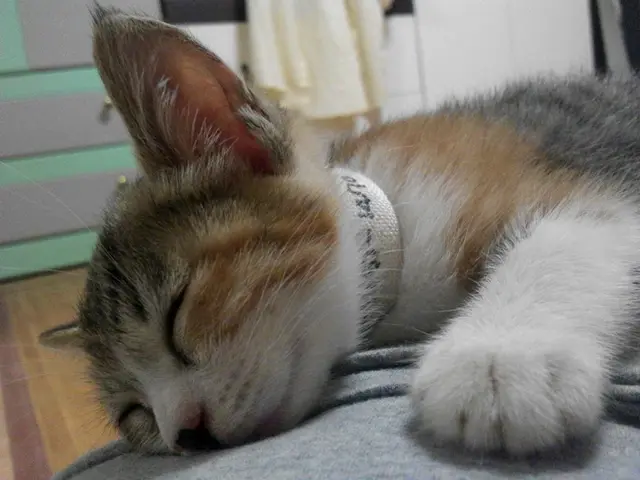 In the picture we can see a cat sleeping on the bed and behind the cat we can see a wall with a...